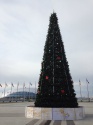 Новогодняя ель украсила Олимпийский парк Сочи 