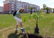 Аллею пальм высадили в отеле «Бархатные сезоны»
